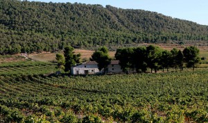Paisaje Agroforestal